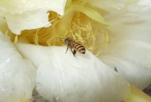 蜂2